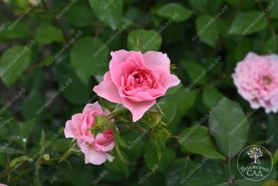 Роза Фрейлен Дэнс (спрей,роз.) н