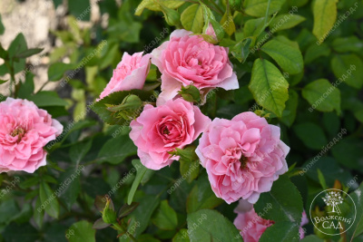 Роза Фрейлен Дэнс (спрей,роз.) н