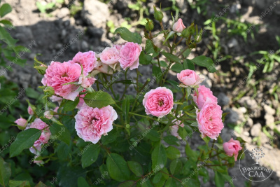 Роза Фрейлен Дэнс (спрей,роз.) н