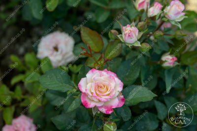 Роза Эйнджел Бомбастик (спрей,роз.,бел..) н