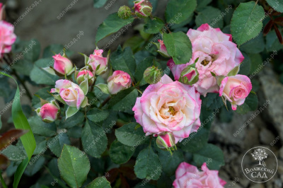 Роза Эйнджел Бомбастик (спрей,роз.,бел..) н