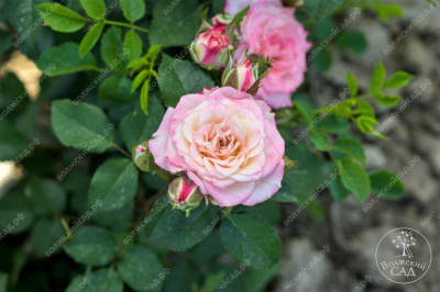 Роза Эйнджел Бомбастик (спрей,роз.,бел..) н