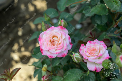 Роза Эйнджел Бомбастик (спрей,роз.,бел..) н