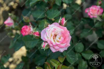 Роза Эйнджел Бомбастик (спрей,роз.,бел..) н