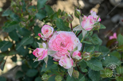 Роза Эйнджел Бомбастик (спрей,роз.,бел..) н