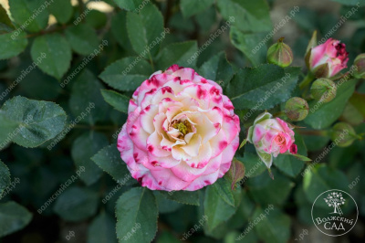 Роза Эйнджел Бомбастик (спрей,роз.,бел..) н