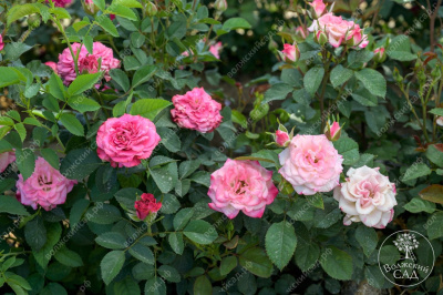 Роза Эйнджел Бомбастик (спрей,роз.,бел..) н