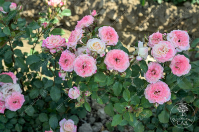 Роза Эйнджел Бомбастик (спрей,роз.,бел..) н