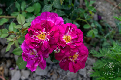 Роза Кримсон Айс (канадская,малин.,бел.) н