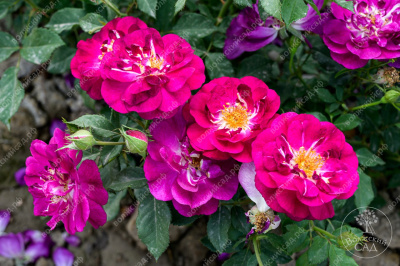 Роза Кримсон Айс (канадская,малин.,бел.) н