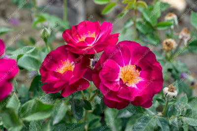 Роза Кримсон Айс (канадская,малин.,бел.) н