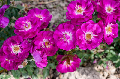 Роза Кримсон Айс (канадская,малин.,бел.) н