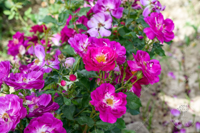 Роза Кримсон Айс (канадская,малин.,бел.) н