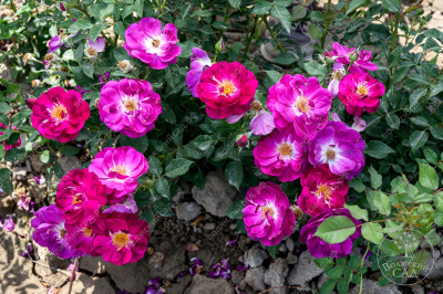 Роза Кримсон Айс (канадская,малин.,бел.) н