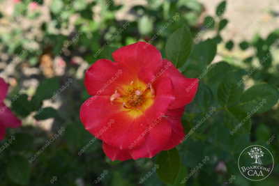 Роза Баяццо (шраб ,роз.) н