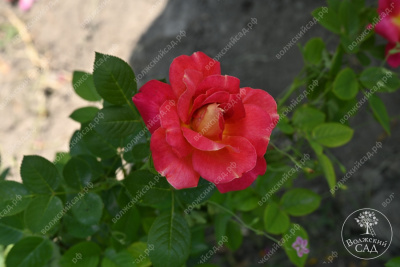 Роза Баяццо (шраб ,роз.) н