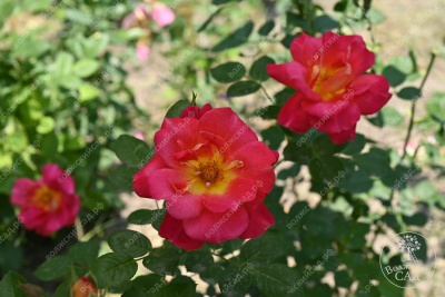 Роза Баяццо (шраб ,роз.) н