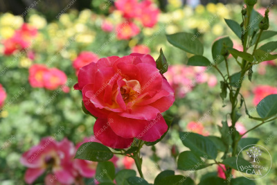 Роза Баяццо (шраб ,роз.) н