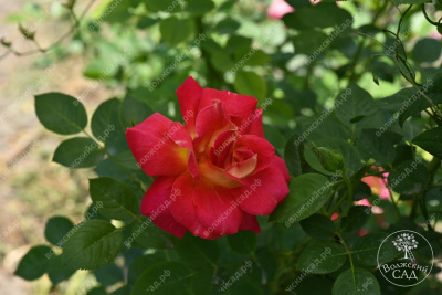 Роза Баяццо (шраб ,роз.) н