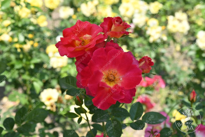 Роза Баяццо (шраб ,роз.) н