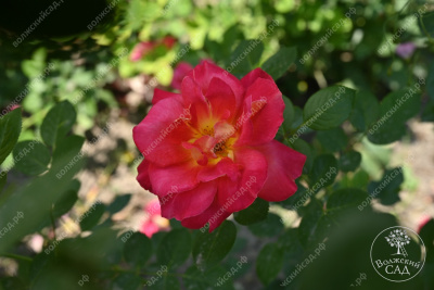 Роза Баяццо (шраб ,роз.) н