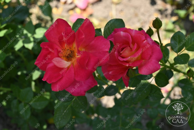 Роза Баяццо (шраб ,роз.) н