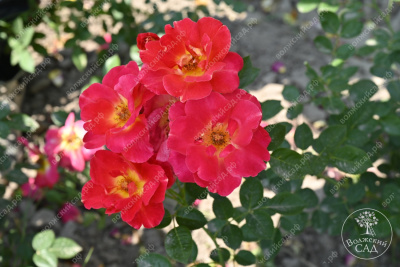 Роза Баяццо (шраб ,роз.) н