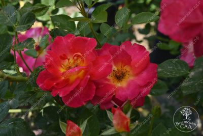 Роза Баяццо (шраб ,роз.) н