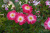 Роза Гритингс (шраб,роз.бел.) н