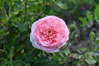 Роза Принцесса Шарлен де Монако (шраб ,роз.) н