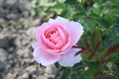 Роза Принцесса Шарлен де Монако (шраб ,роз.) н