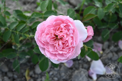 Роза Принцесса Шарлен де Монако (шраб ,роз.) н