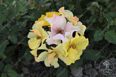 Роза Эйфория (шраб,оранж.) н