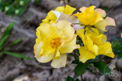 Роза Эйфория (шраб,оранж.) н