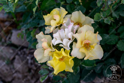 Роза Эйфория (шраб,оранж.) н