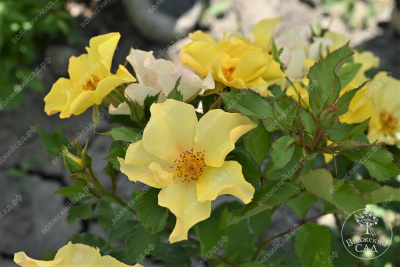 Роза Эйфория (шраб,оранж.) н