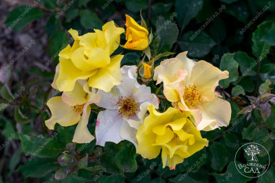 Роза Эйфория (шраб,оранж.) н