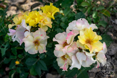 Роза Эйфория (шраб,оранж.) н