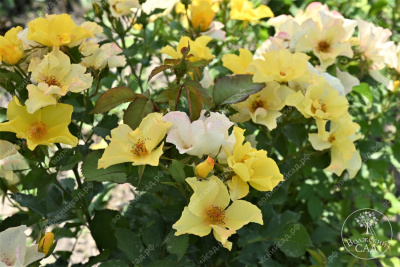 Роза Эйфория (шраб,оранж.) н