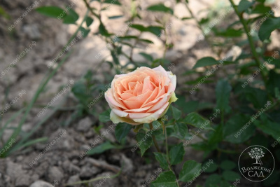 Роза Питахайя (ч-гибрид. розовый, зеленый)