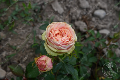 Роза Питахайя (ч-гибрид. розовый, зеленый)