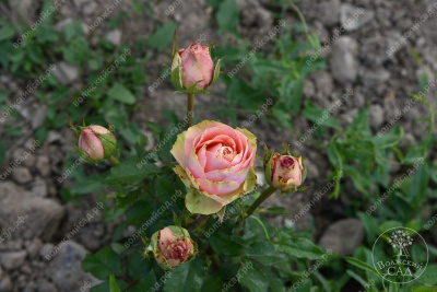 Роза Питахайя (ч-гибрид. розовый, зеленый)