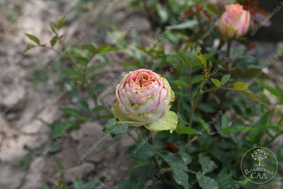 Роза Питахайя (ч-гибрид. розовый, зеленый)