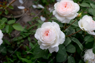 Роза Стефани Баронин цу Гуттенберг (флориб, розов)