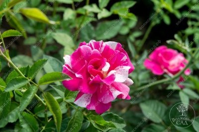 Роза Пинк Сплэш (почвопокр, розов с штрихами)