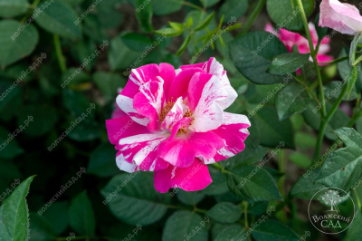 Роза Пинк Сплэш (почвопокр, розов с штрихами)