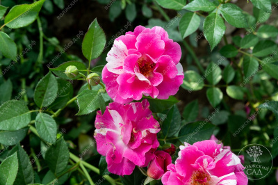 Роза Пинк Сплэш (почвопокр, розов с штрихами)