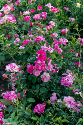 Роза Пинк Сплэш (почвопокр, розов с штрихами)