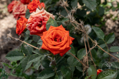 Роза Топ Маркс (спрей,оранж)