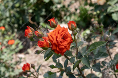 Роза Топ Маркс (спрей,оранж)